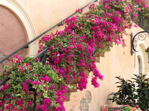 wedding flowers