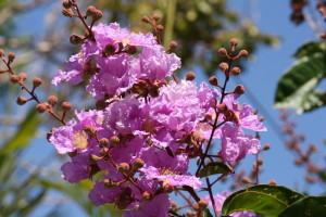 wedding flower