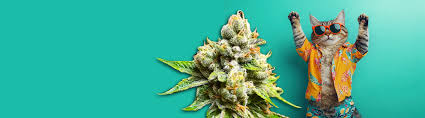 Discovering the Best Options for Marijuana Seeds Ohio Discovering the Best Options for Marijuana Seeds Ohio